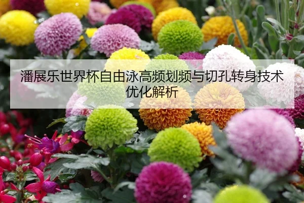 潘展乐世界杯自由泳高频划频与切孔转身技术优化解析